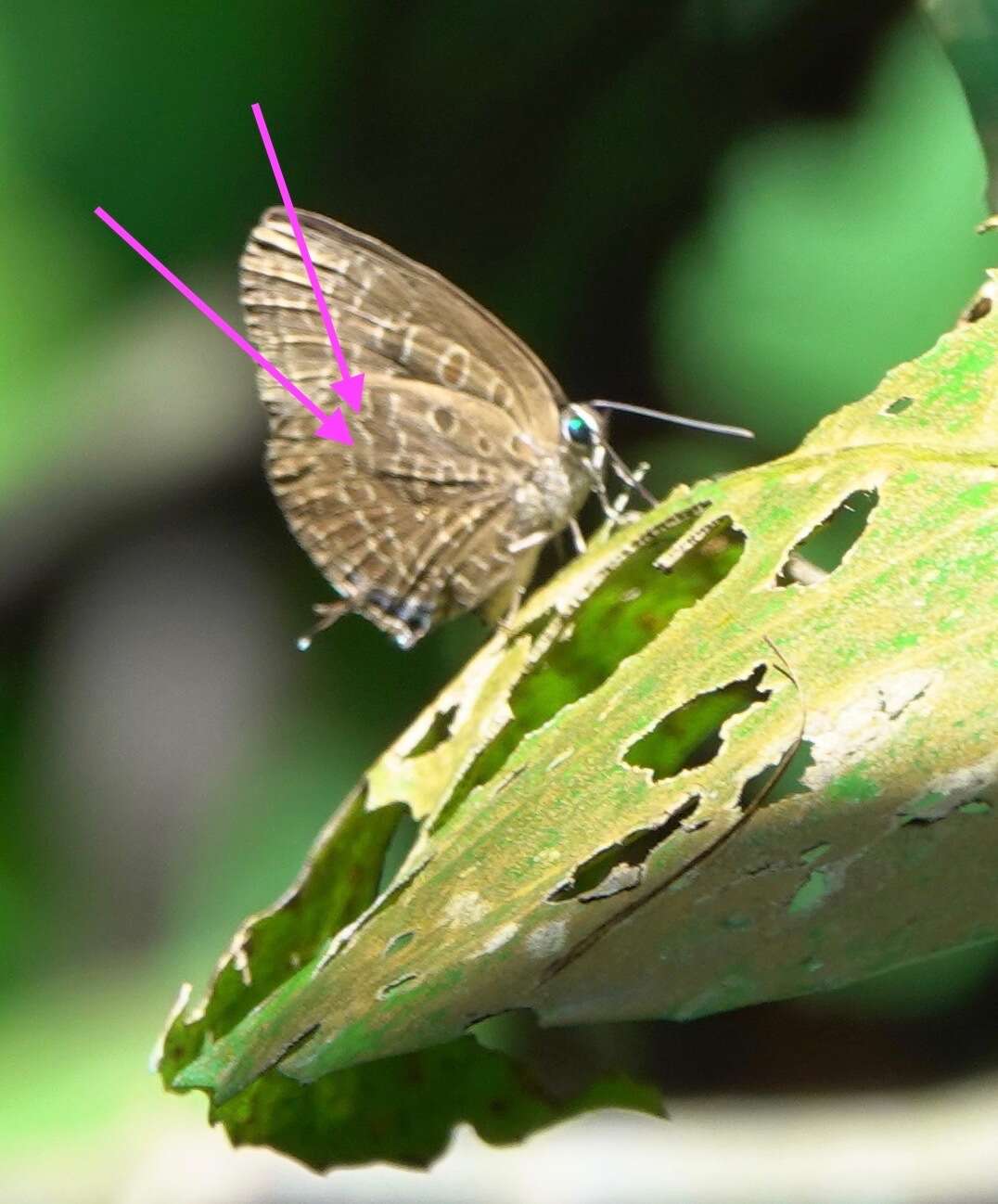 Image of Arhopala eumolphus (Stoll (1780))