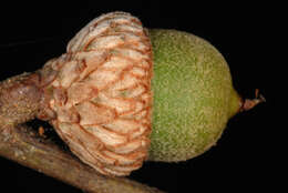 Image of hybrid oak