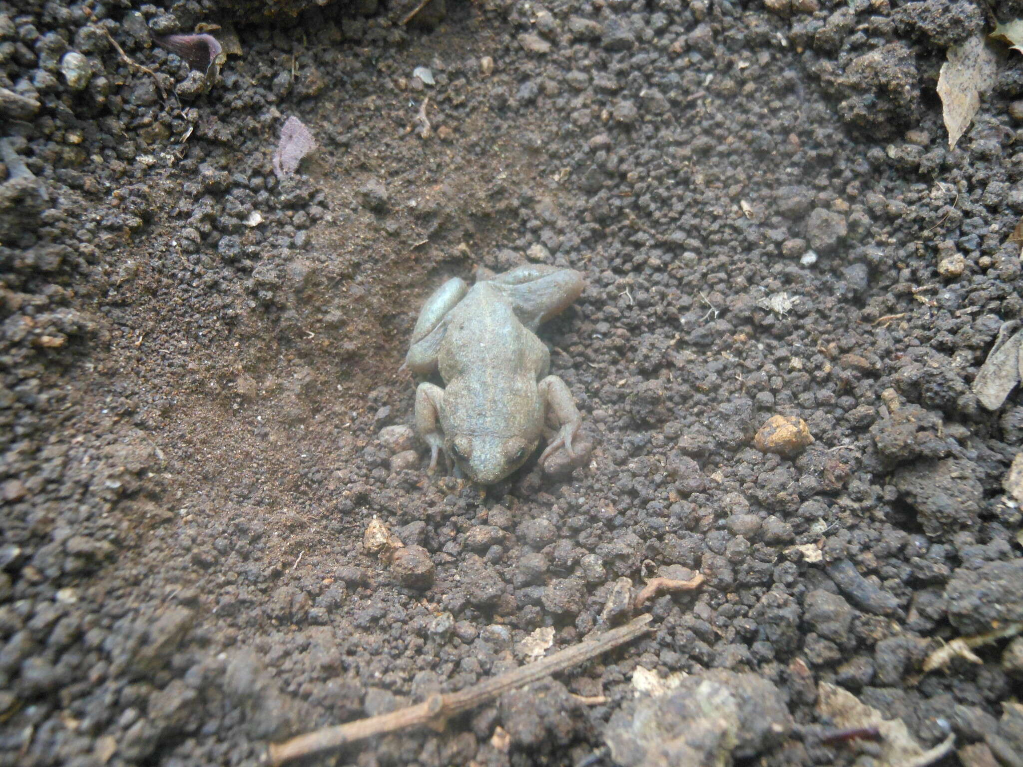 Image of Elegant Narrow-mouthed Toad