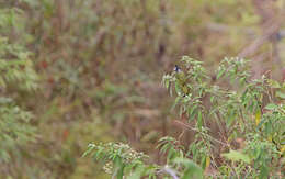 Image of Crested Finchbill