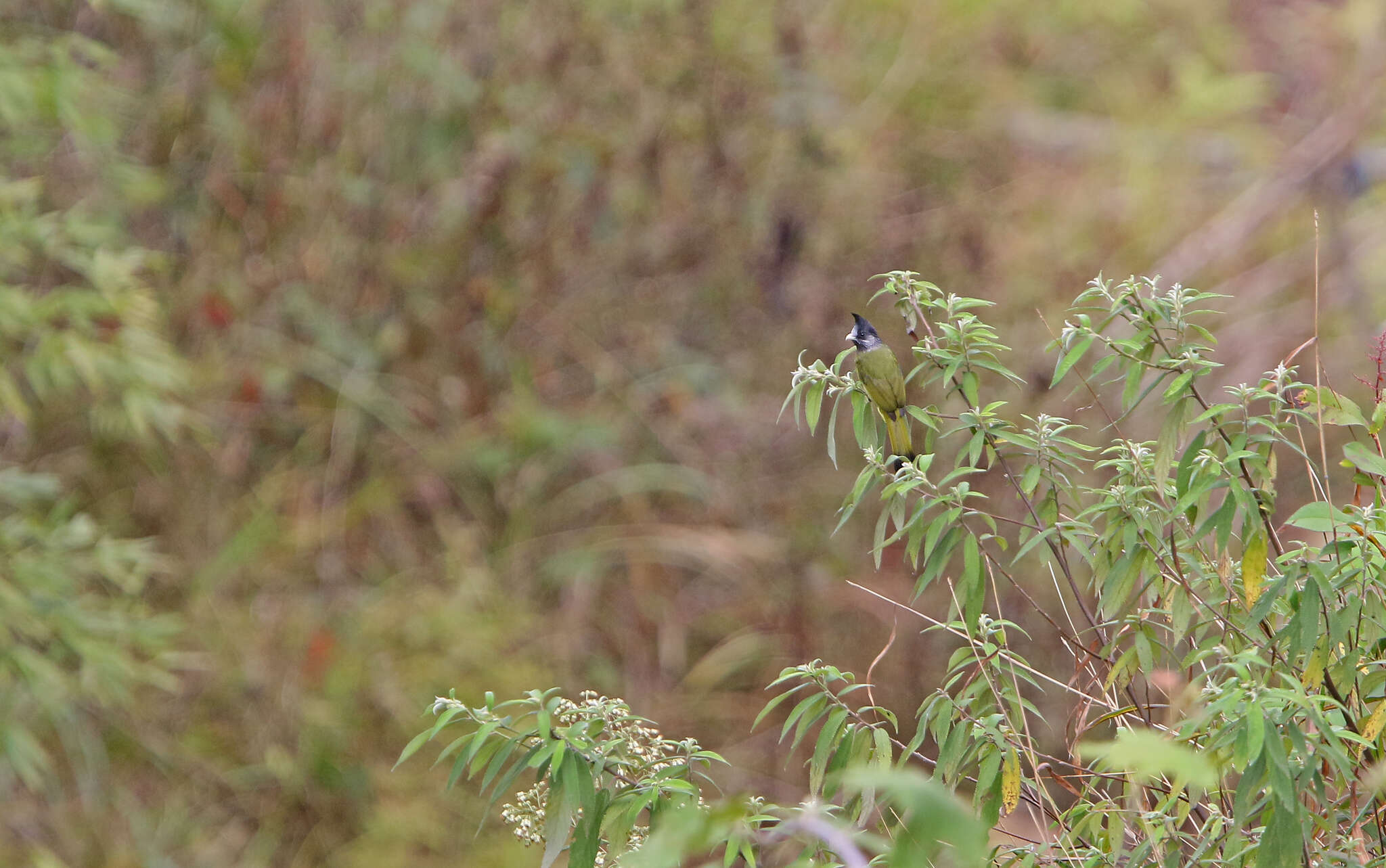 Image of Crested Finchbill