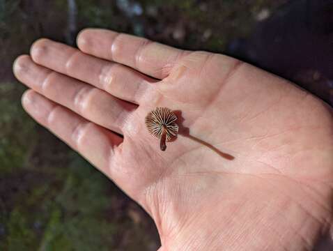 Image of Gymnopus ceraceicola J. A. Cooper & P. Leonard 2013