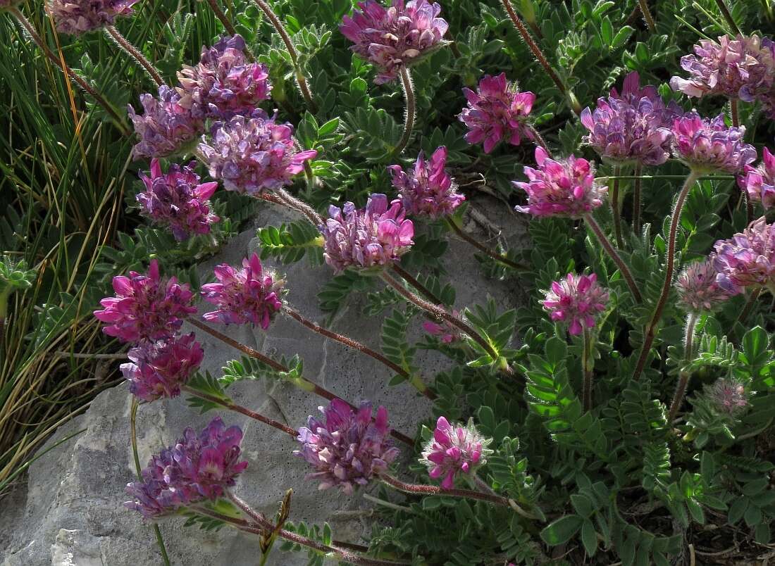 Image of Mountain Kidney Vetch