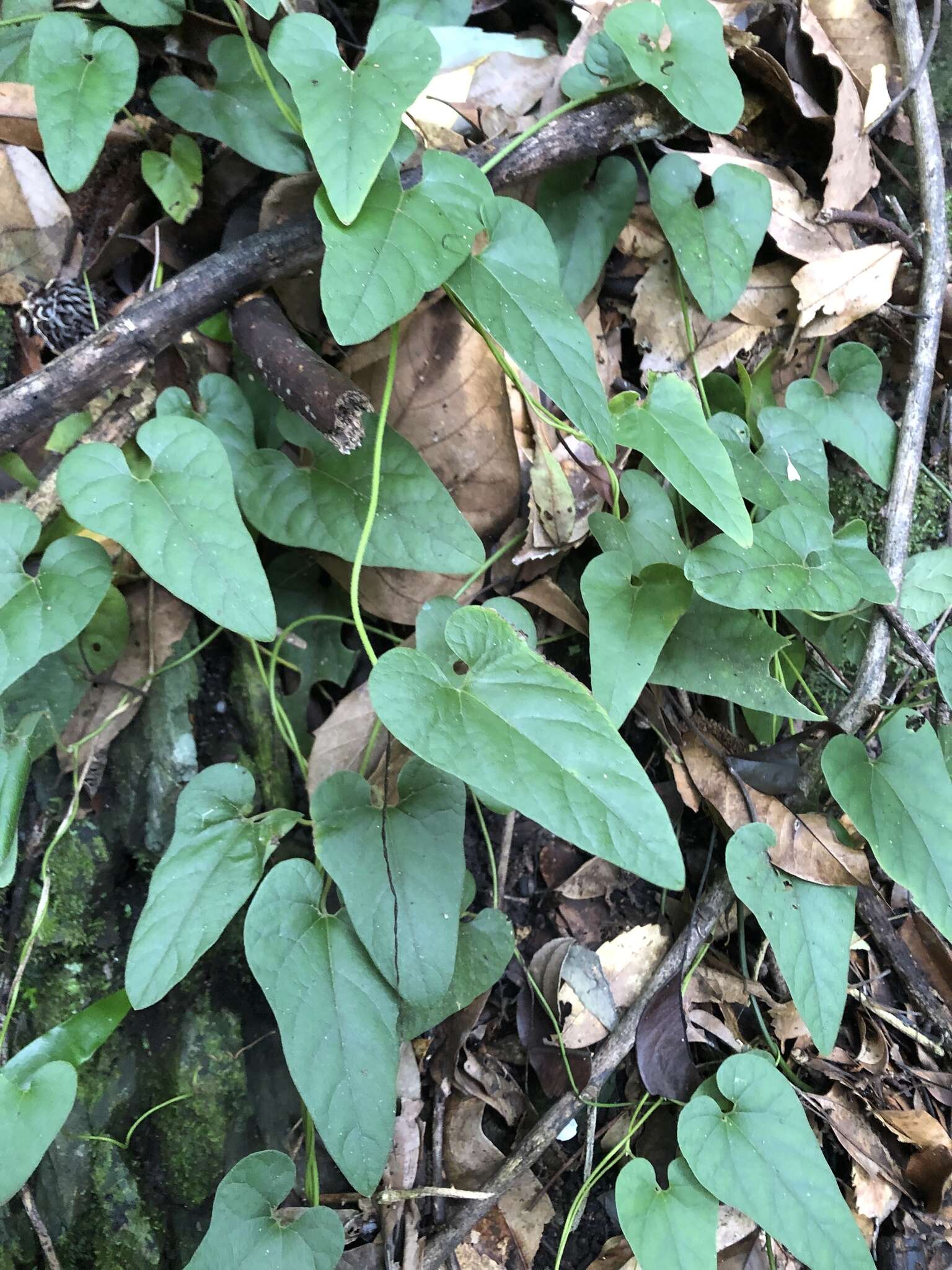 Image of Aristolochia shimadae Hayata