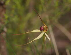 Image of Red-lipped spider orchid