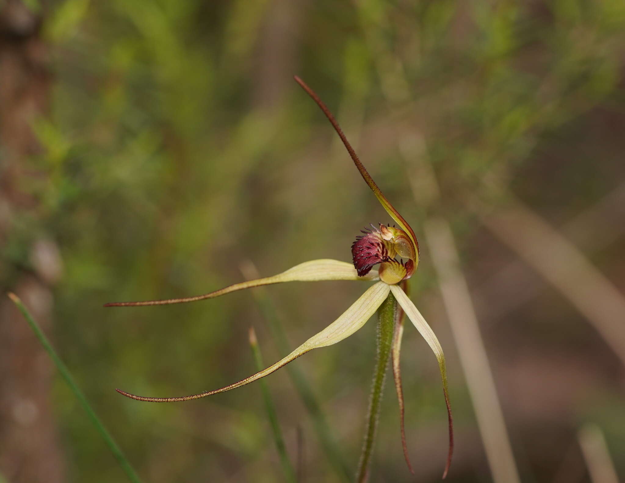 Image of Red-lipped spider orchid