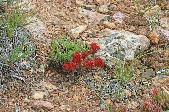 Image of spearleaf stonecrop