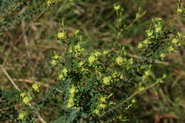 Image of Pimelea flava subsp. flava