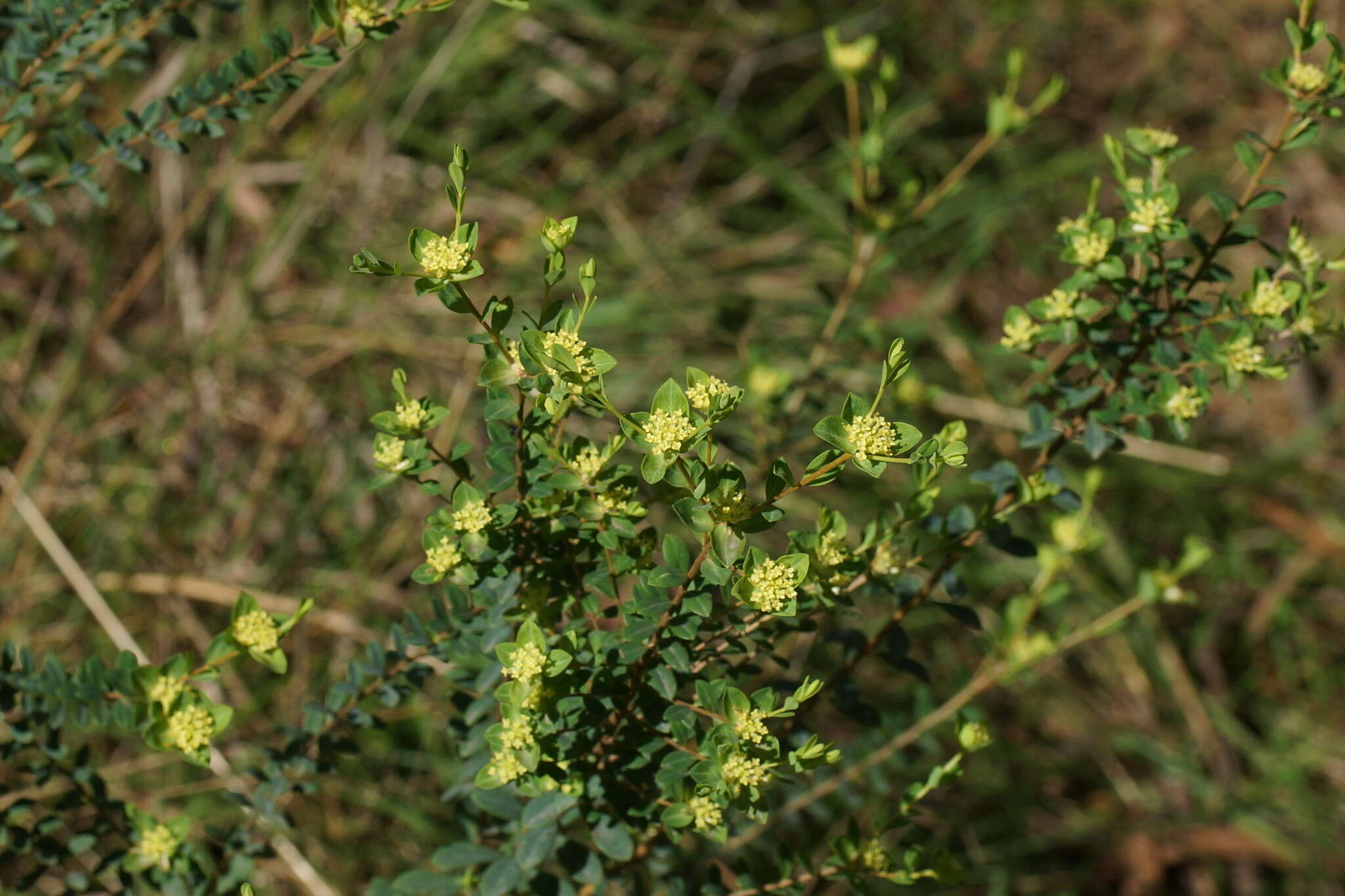 Image of Pimelea flava subsp. flava