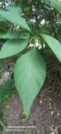 Plancia ëd Solanum corumbense S. L. Moore