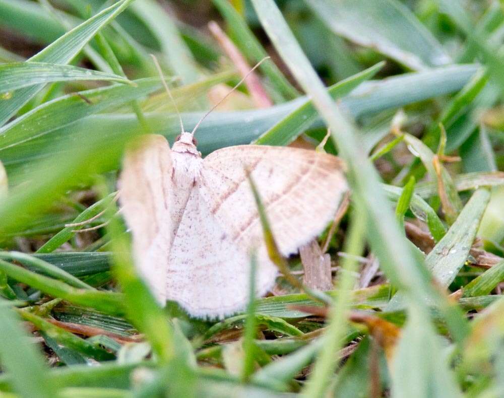 Sivun Petrophora subaequaria Walker 1860 kuva