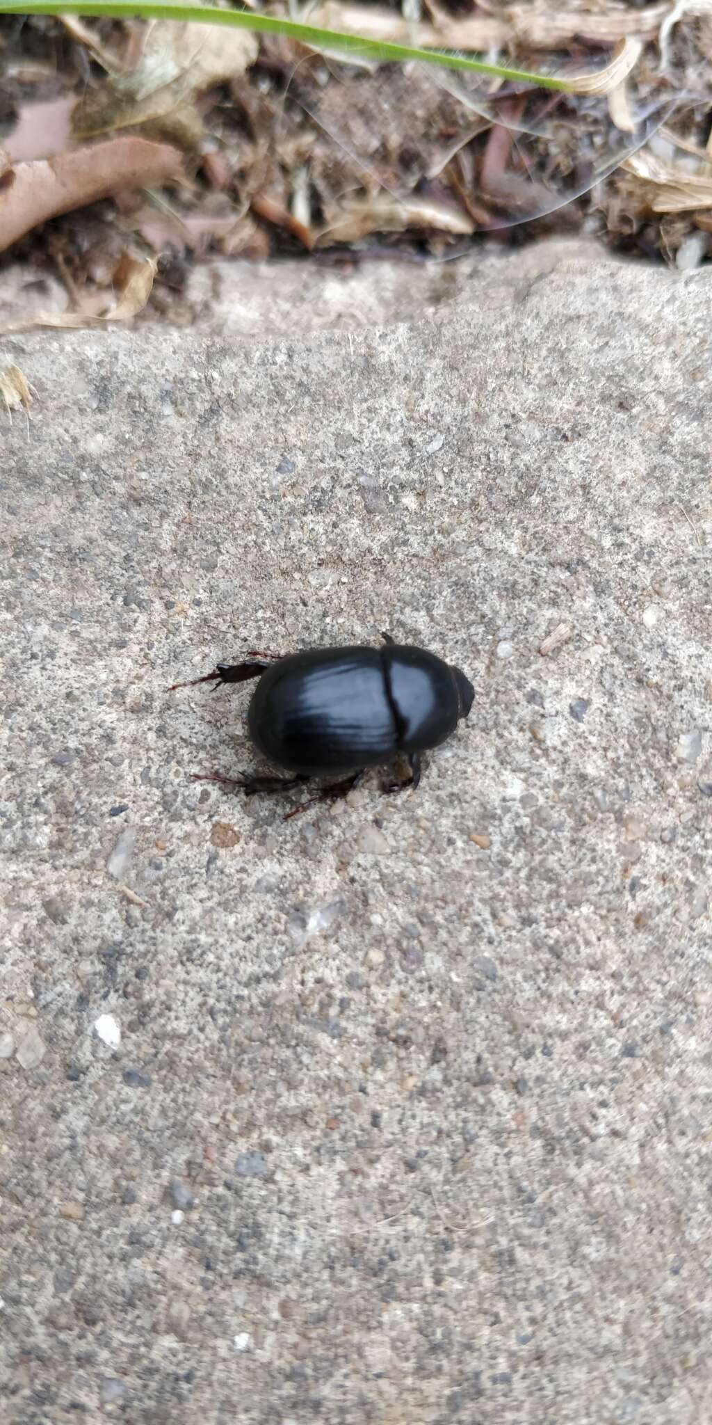 Image of black lawn beetle