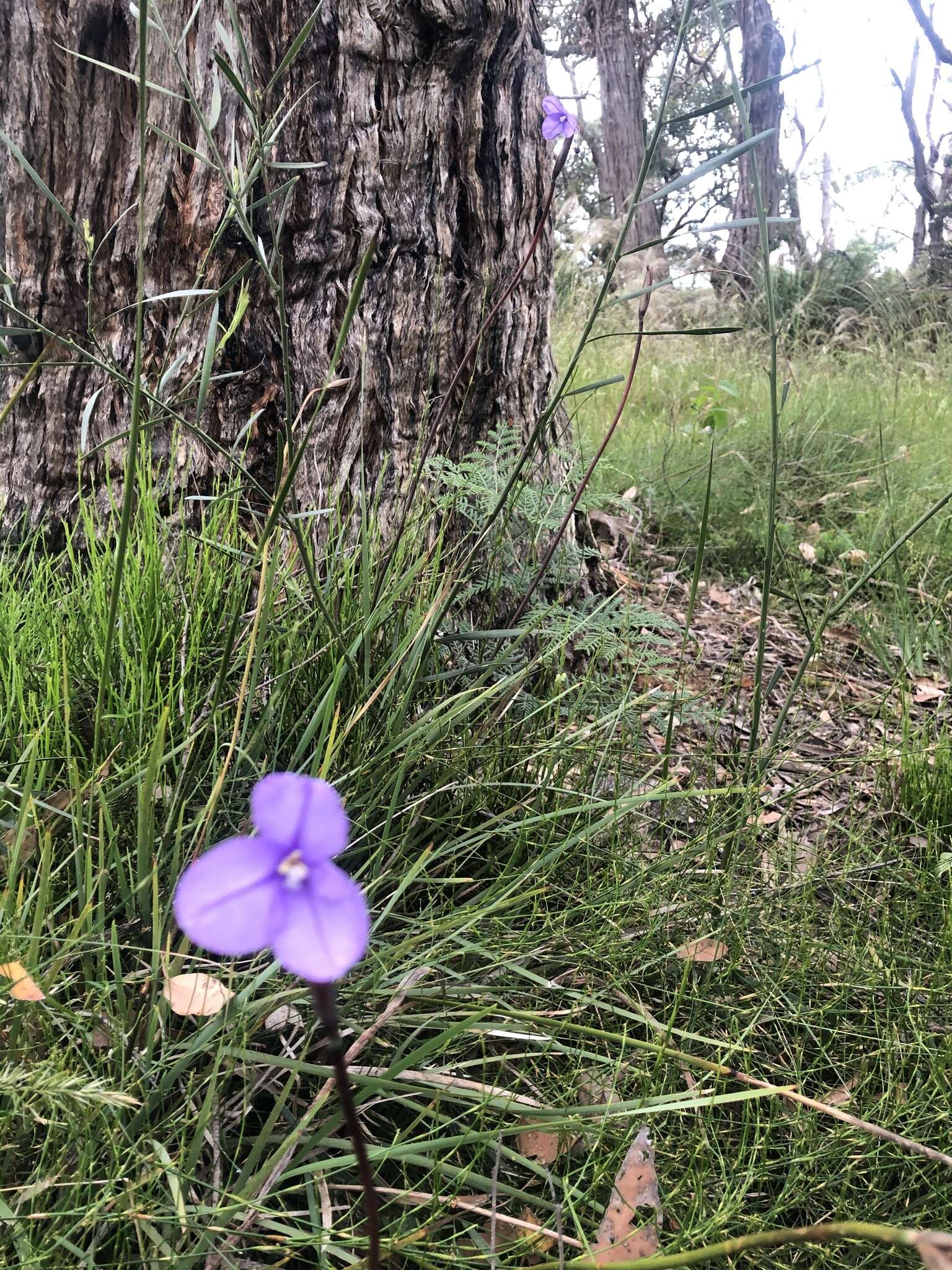 Image of Purple Flag