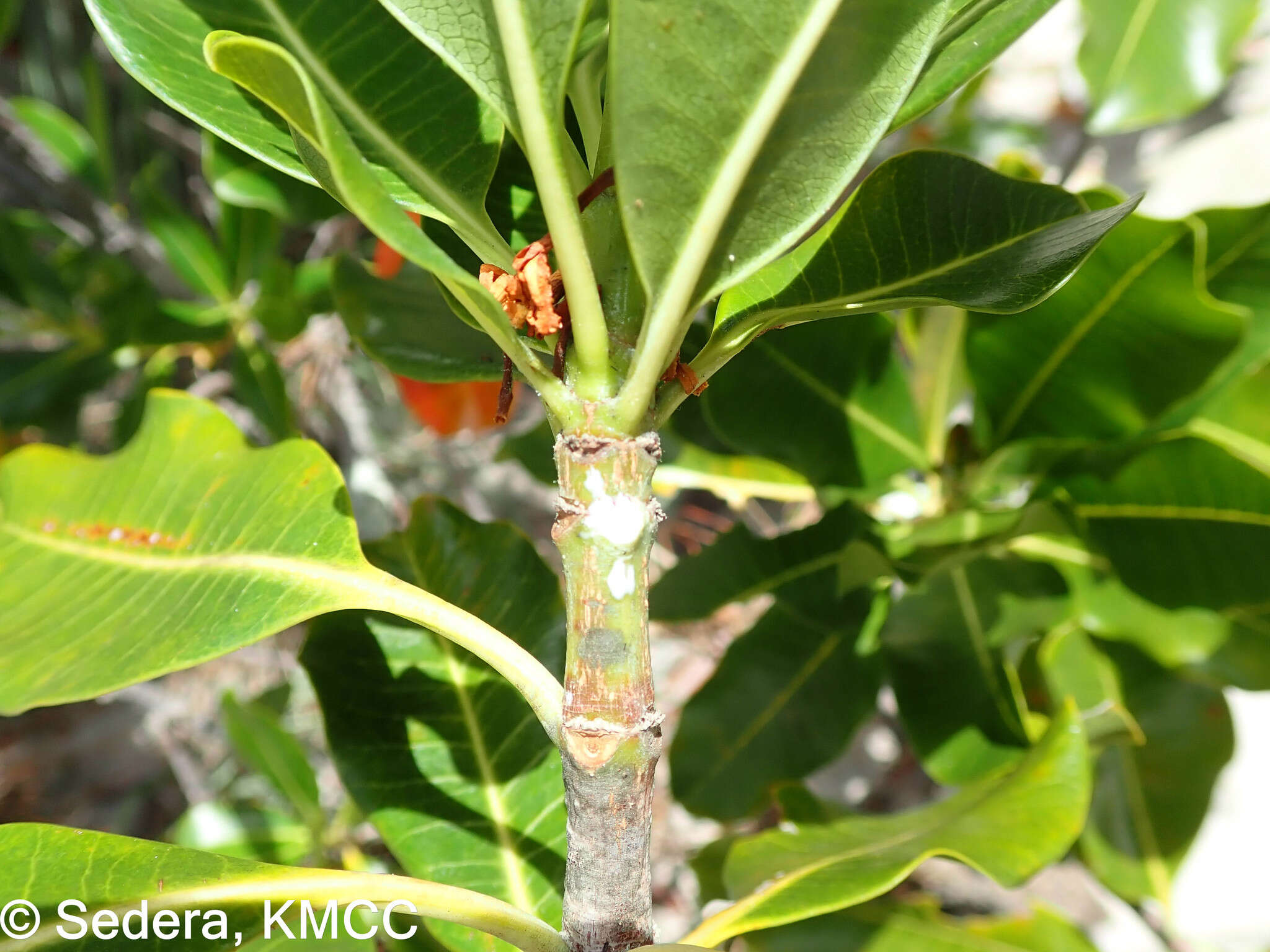 Imagem de Craspidospermum verticillatum Bojer ex Decne.