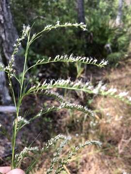 Eupatorium leptophyllum DC. resmi