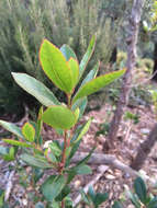 Image of strawberry tree