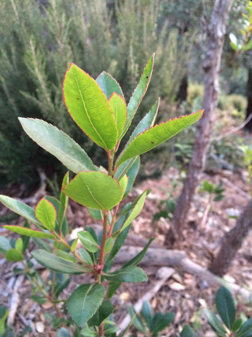 Image of strawberry tree