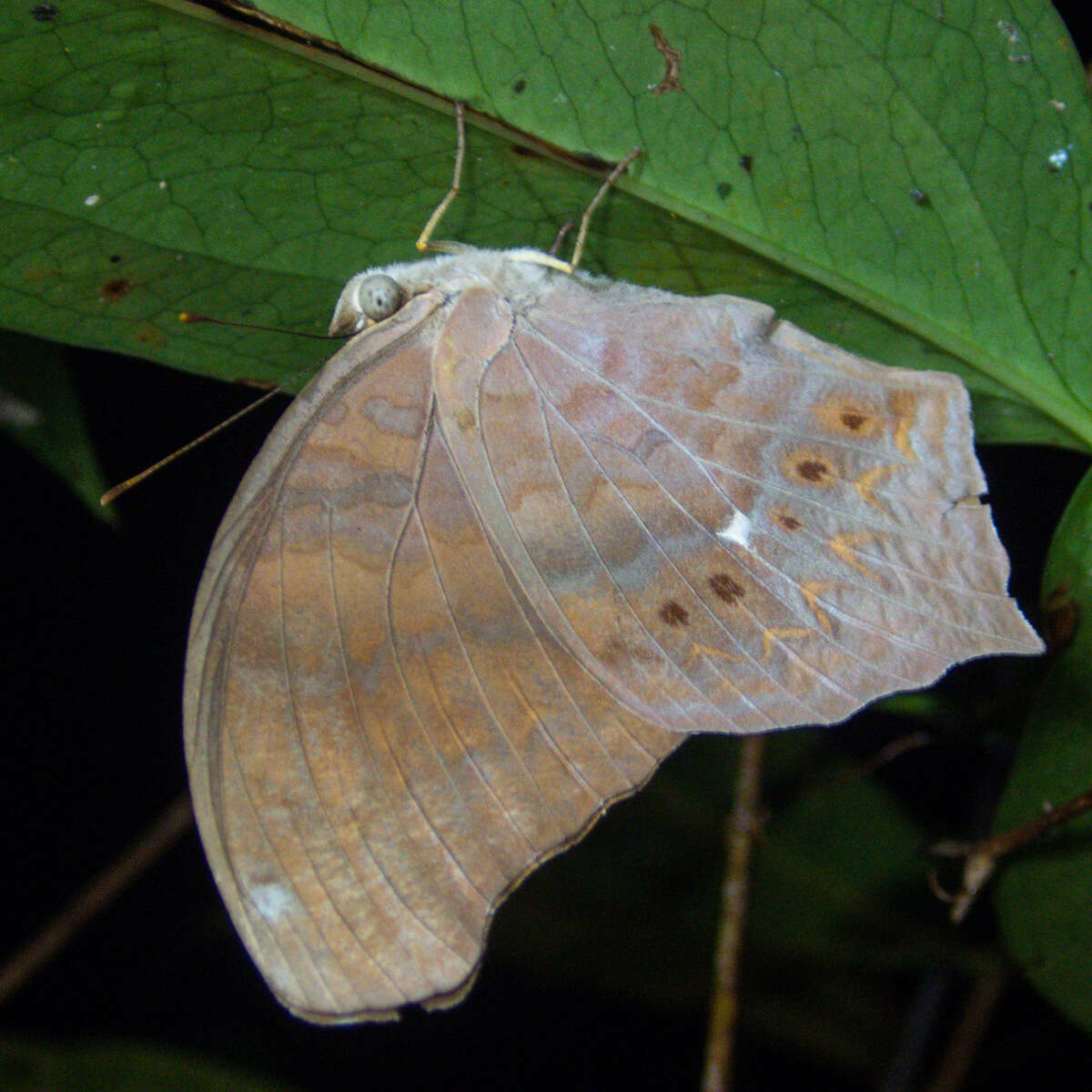 Image of Terinos clarissa falcata Fruhstorfer 1898