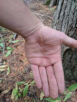 Image of western fescue