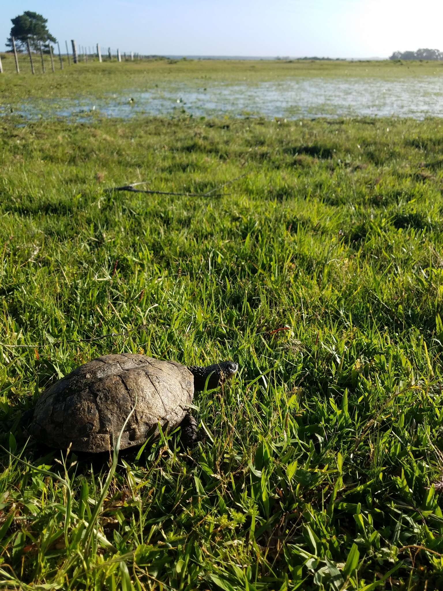 Image of Black Spine-necked Swamp Turtle