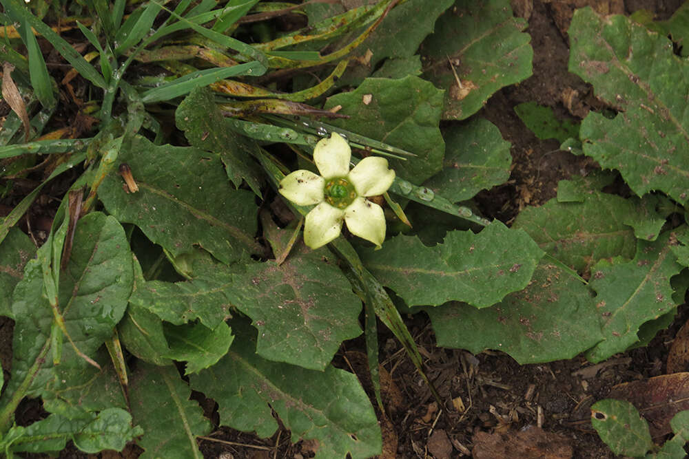 Image of Jaborosa runcinata Lam.