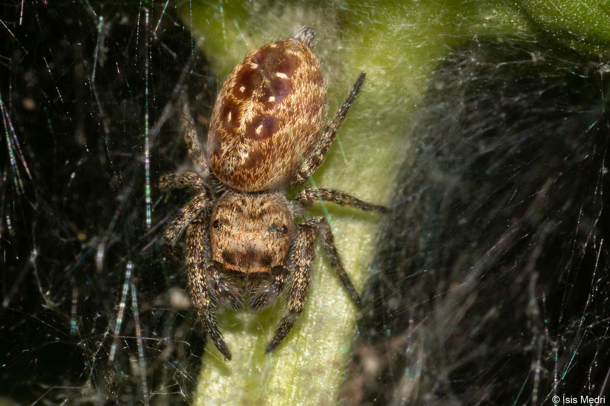 Image of Metaphidippus albopilosus (Peckham & Peckham 1901)