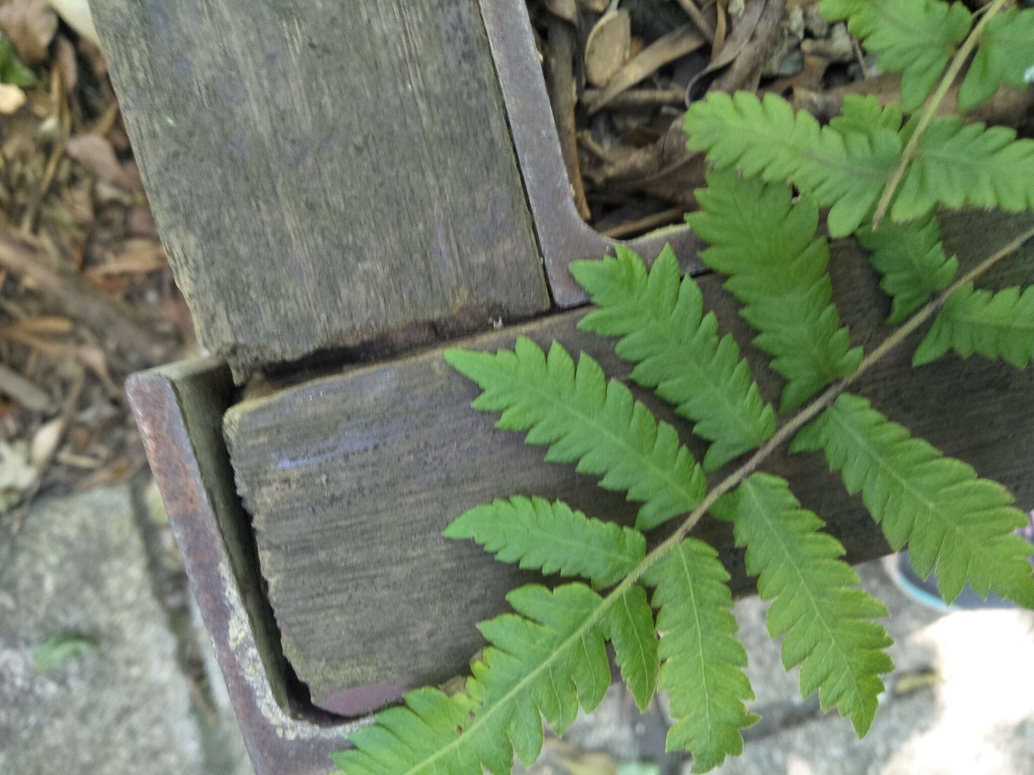 Plancia ëd Christella acuminata (Houtt.) Holtt.