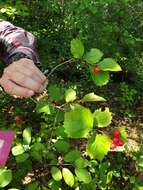 Plancia ëd Crataegus scabrida Sarg.