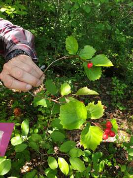 Image of rough hawthorn