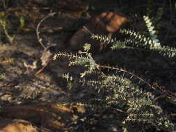 Image of Macrostylis barbigera (L. fil.) Bartl. & Wendl. fil.