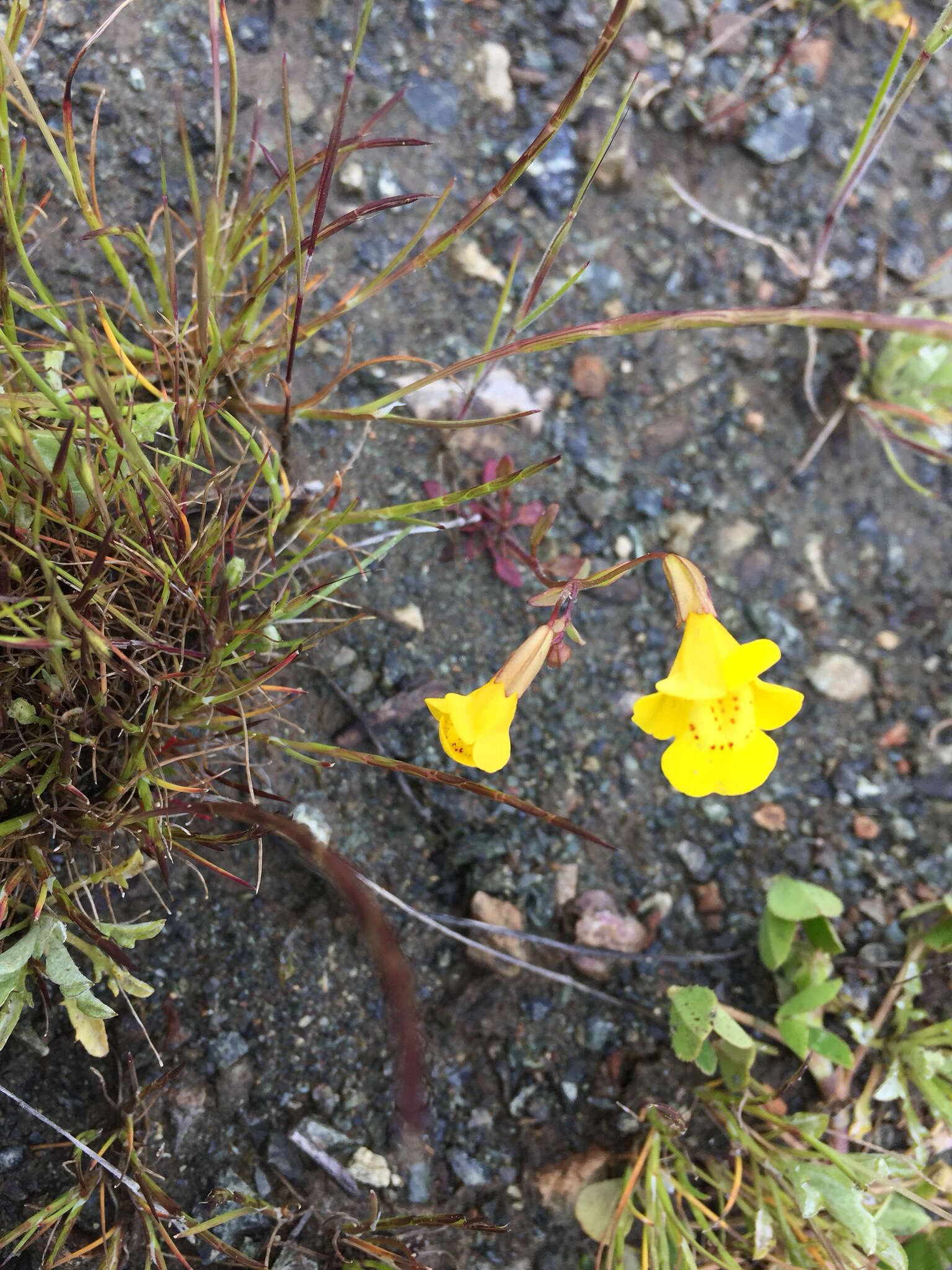 Image of Bare Monkey-Flower