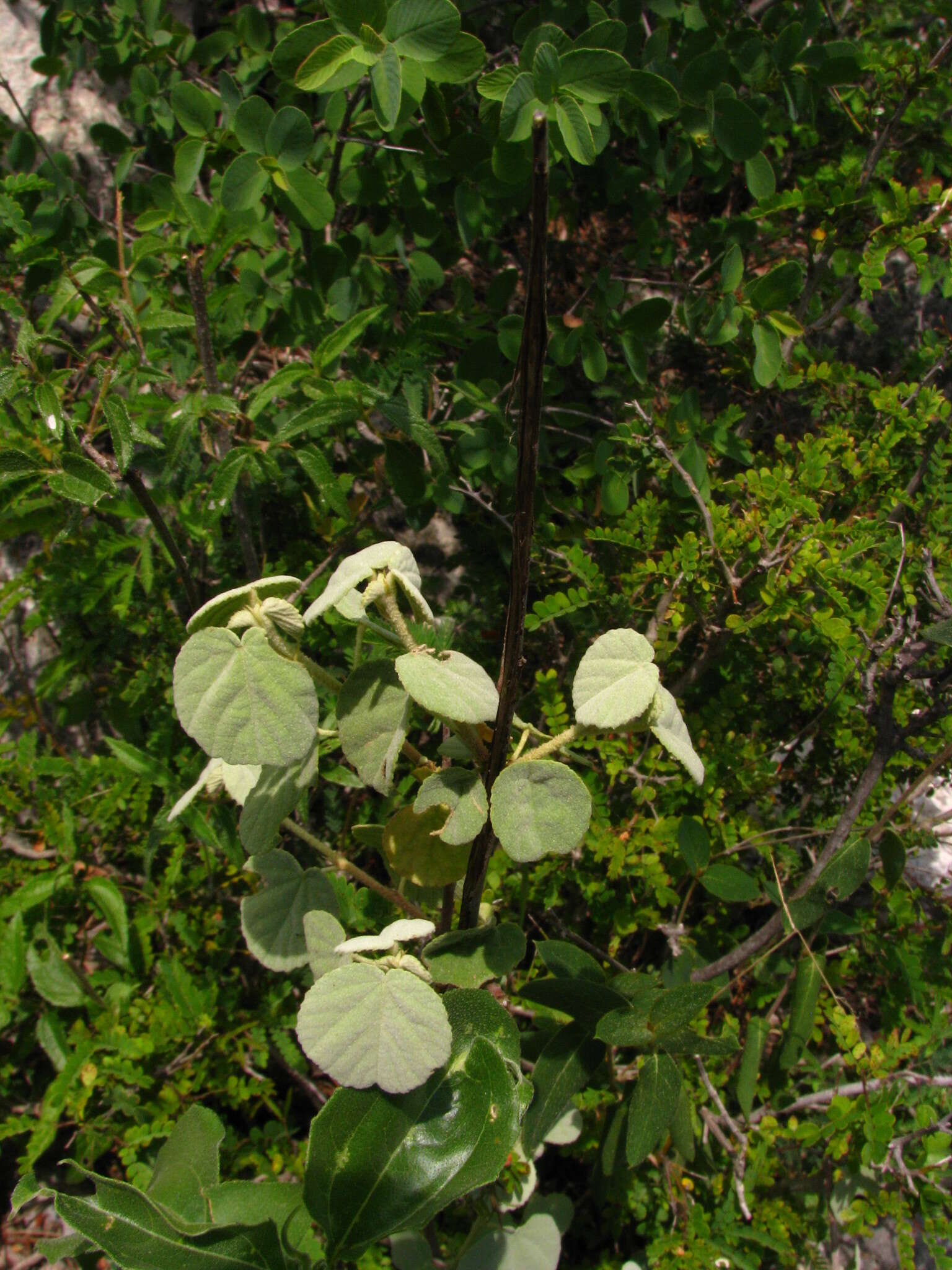 Image of Ayenia rotundifolia Hemsl.