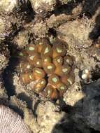 Image of Phaceloid fleshy hard coral