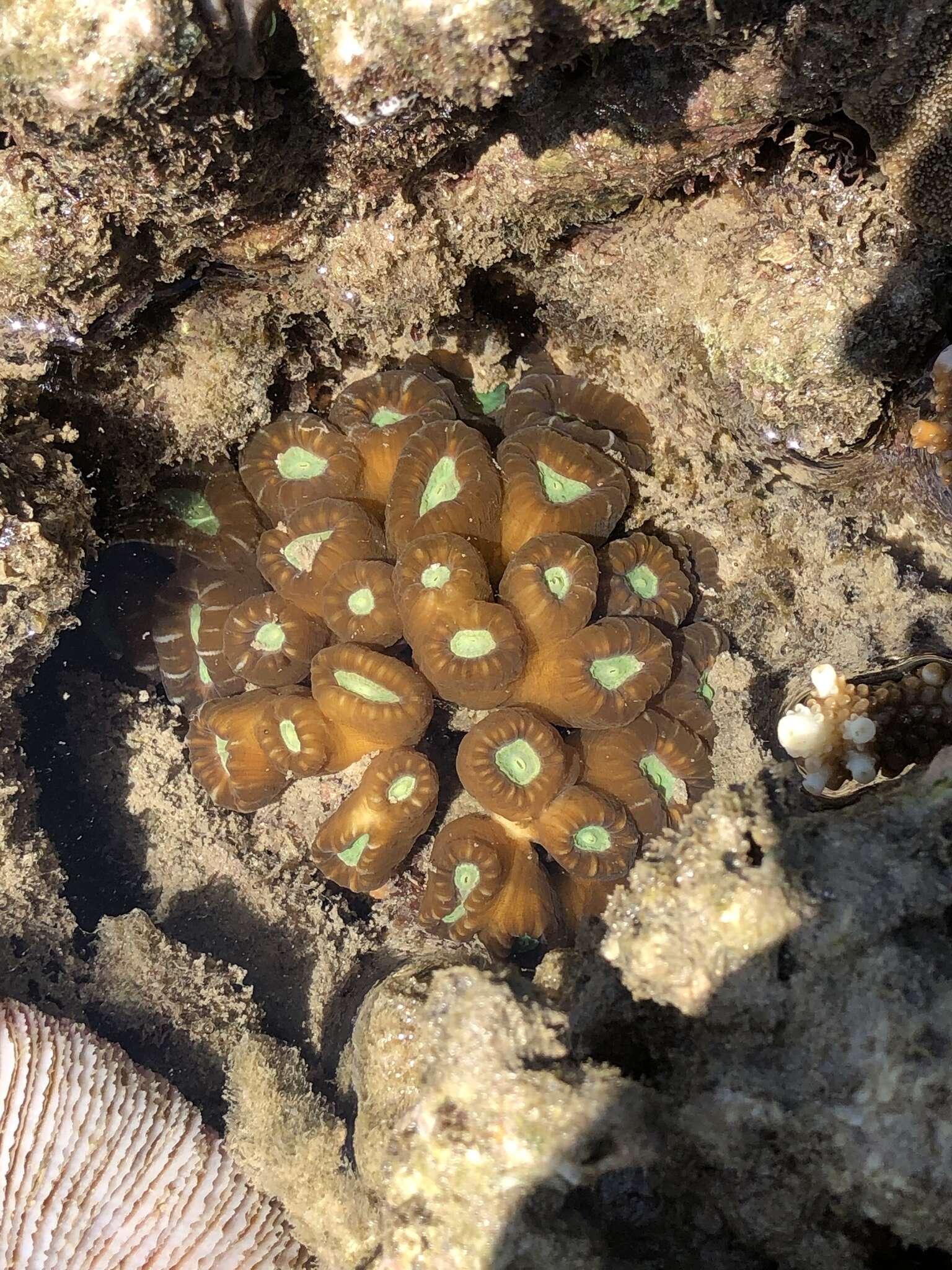 Image of Phaceloid fleshy hard coral