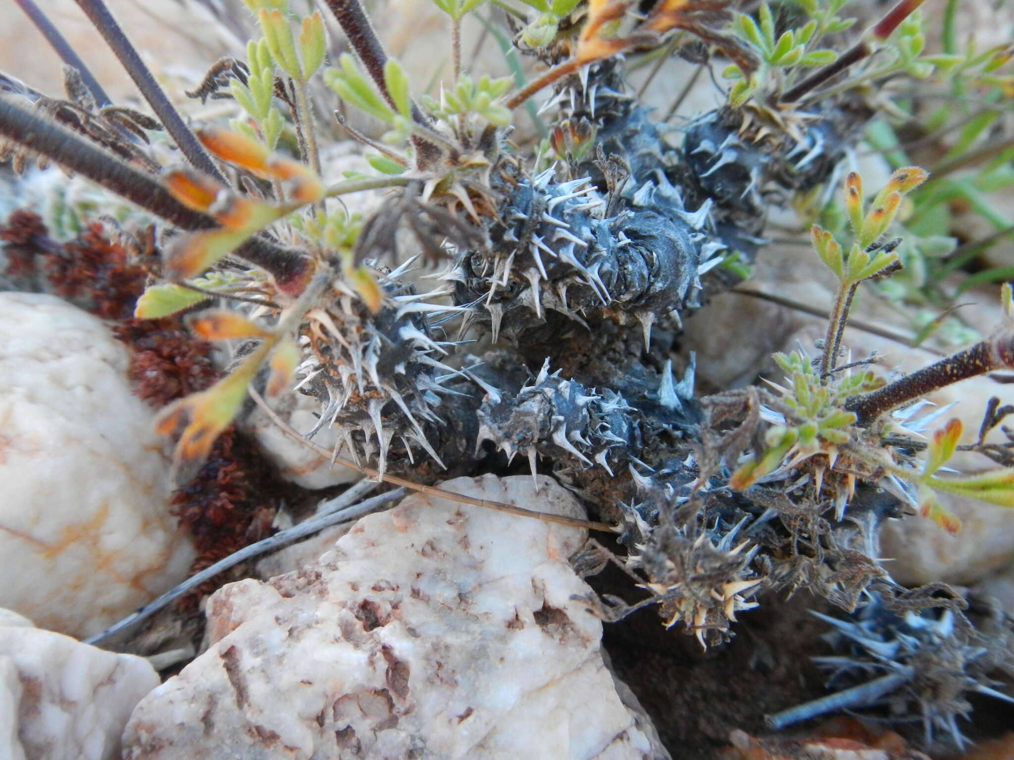 Image of Pelargonium hystrix Harv.