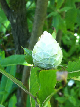 Image of Willow Pinecone Gall Midge