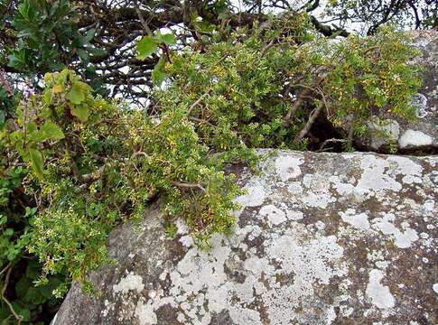 Image of Crassula sarcocaulis subsp. sarcocaulis