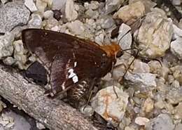 Image of Epargyreus aspina Evans 1952