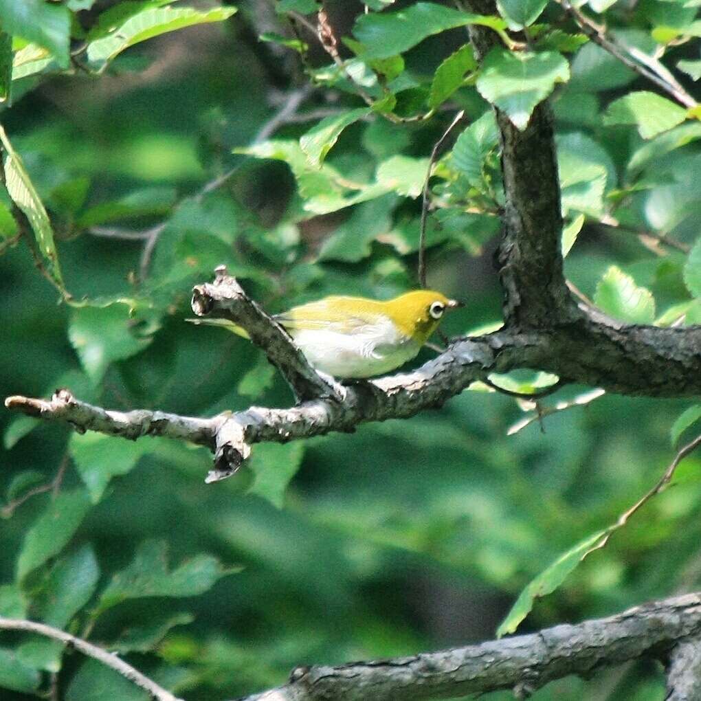 Image of Chestnut-flanked White-eye