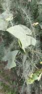Image of Bryonia verrucosa Dryand. ex Ait.