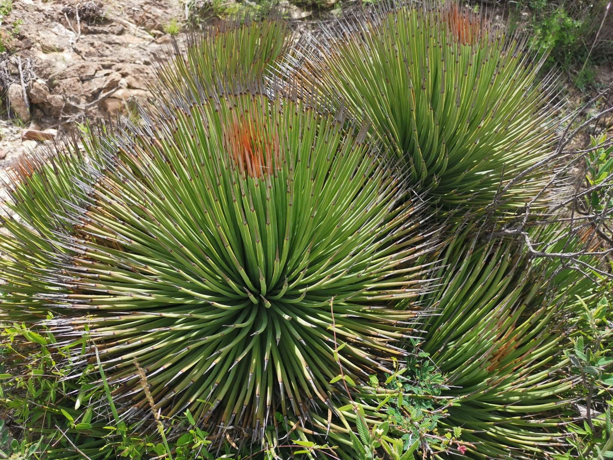 Agave striata subsp. striata resmi