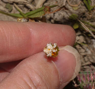 Image de Philoglossa mimuloides (Hieron.) H. Rob. & Cuatrec.