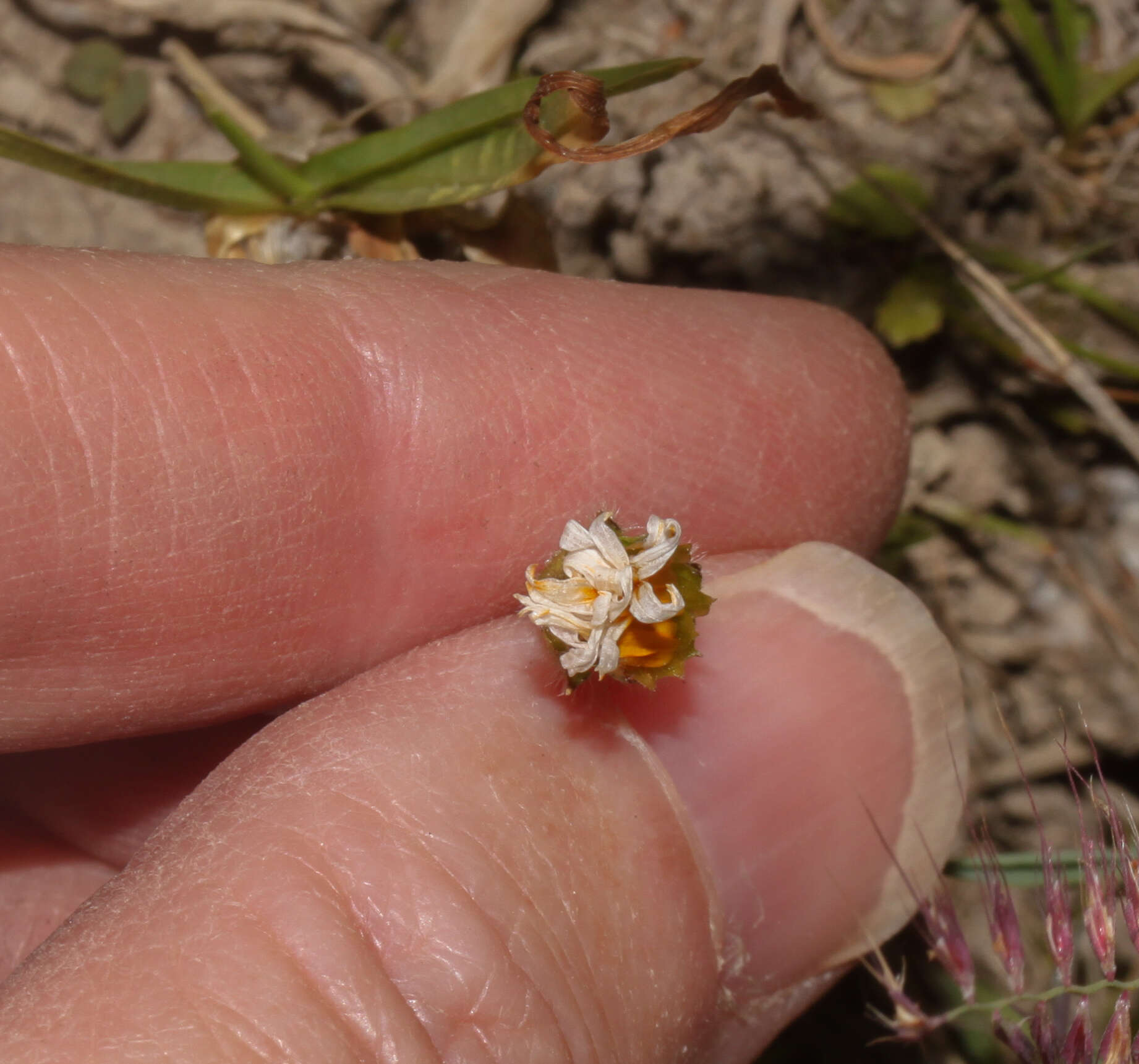 Imagem de Philoglossa mimuloides (Hieron.) H. Rob. & Cuatrec.