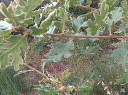 Image of Iberian white oak