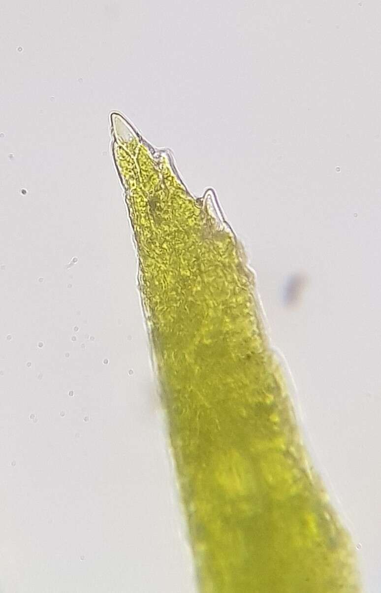 Image of <i>Dicranella staphylina</i>