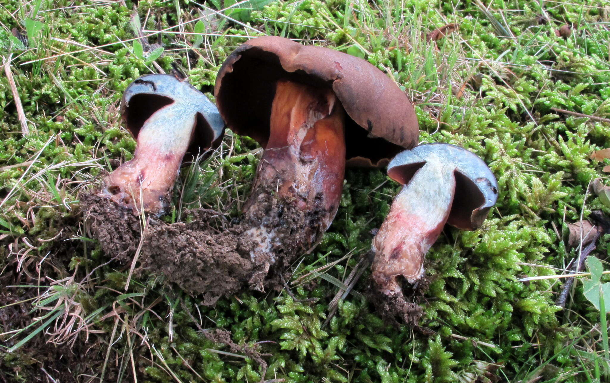 Sivun Boletus vermiculosus Peck 1872 kuva