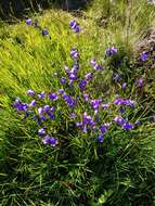 Image of Campanula serrata (Kit. ex Schult.) Hendrych