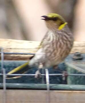 Image of Yellow-plumed Honeyeater