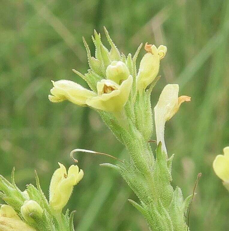 Image of Euphrasia scabra R. Br.