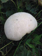 صورة Hericium erinaceus (Bull.) Pers. 1797